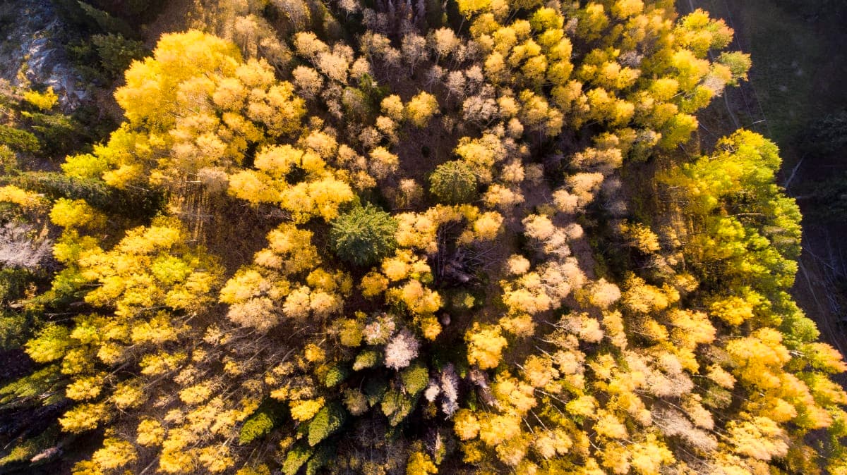Aerial forest view